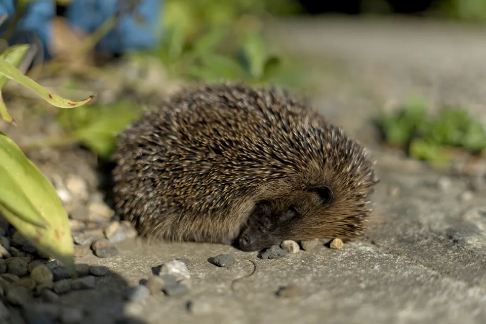 A sleepy hedgehog in September.
