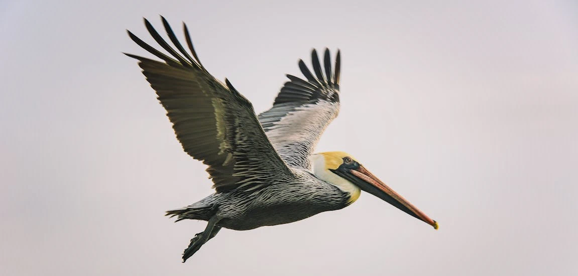 A Brown Pelican in flight against a background of grey clouds.